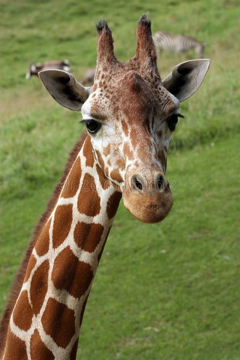 Giraffe Photography Wildlife, Giraffe Background, Background Friends, Giraffe Photography, Giraffe Images, Giraffe Photos, Giraffe Pictures, Giraffe Painting, Giraffe Art