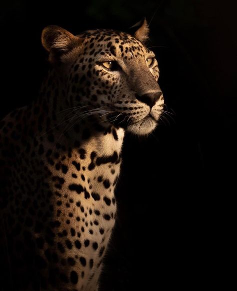 Animals With Black Background, Leapord Wallpaper Phone, Tiger Photoshoot, Leopard Photography, Cheetah Photos, Moodboard Wallpaper, Leopard Print Wallpaper, Tiger Black, Jaguar Animal