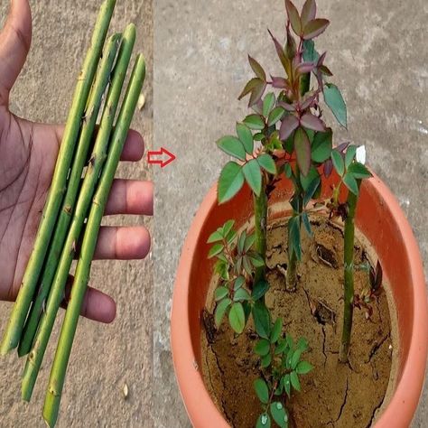 Propogate Roses, Rose Cultivation, Propagating Roses, Rose Plant Care, Rooting Roses, Rose Cuttings, How To Make Rose, Most Popular Flowers, Rose Plant