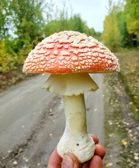 Mushroom Tincture, Mushroom 3d, Fly Agaric Mushroom, Cottagecore Mushroom, Tumblr Food, Amanita Muscaria, Fly Agaric, Mystical Forest, Mushroom Fungi