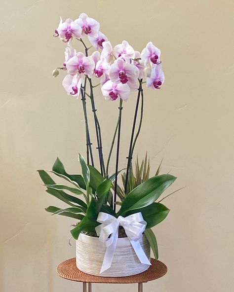 Our Orchid plant gardens are popular during hot months. All of our Orchids are hand-picked by me. As long as they are properly cared, they can live a long time. Here are some tips for caring for orchids: 💡 Light Orchids need bright, indirect light, like from an east or west-facing windowsill. Too much direct sunlight can scorch the leaves. 💧 Watering Most orchids need watering once a week, but you should avoid overwatering, which can cause root rot. You can check the roots in the winter ... Caring For Orchids, Sitting In Water, Orchid Plant Care, Orchid Plant, Root Rot, Orchid Arrangements, Orchid Care, Phalaenopsis Orchid, Orchid Plants