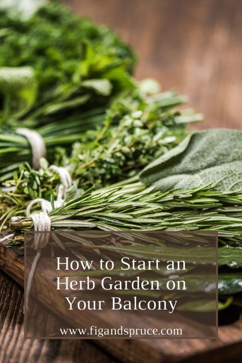 New to gardening, and not sure where to start? We're covering herb gardening for beginners, and how to start an herb garden on your balcony! Backyard Hacks, Balcony Herb Gardens, Kitchen Gardening, Best Grow Lights, Beginner Gardening, Vegetable Garden Planner, Vegetable Garden Tips, Growing Basil, Covered Balcony