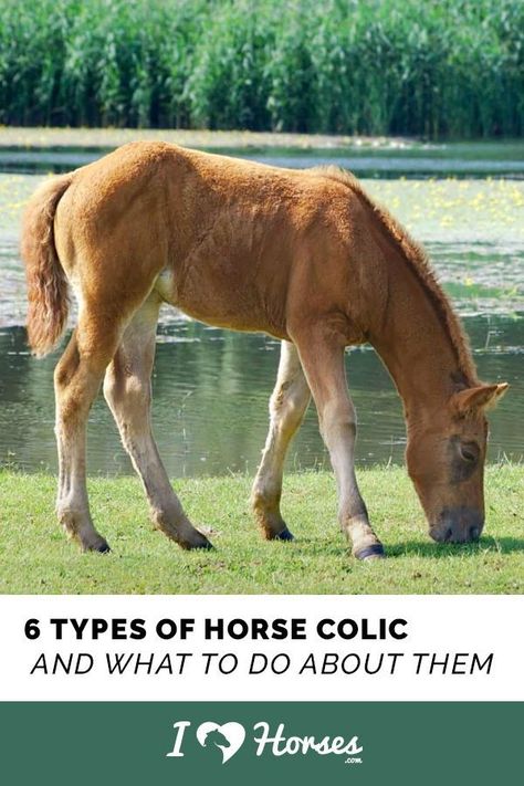 Equine Veterinarian, Horseback Riding Tips, Horse Information, Horse Care Tips, Horse Facts, Horse Mane, Horse Rescue, Horseback Rider, Types Of Horses