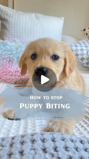 Shaina | Puppy Training and Care Tips on Instagram: "“HELP! How do I stop my puppy biting me”   This is by far, the most common question I get asked.   If you googled this very question, you would get a long list of different methods, many of which do not work.   The most common piece of advice I hear online is to redirect your puppy onto a chew toy or treat but this doesn’t work….   Here’s why:   A toy or a treat are very rewarding things to a puppy. If we offer them these rewards when they are biting us, they will learn that biting results in getting a reward and they will continue to do it.   Talking to them (even if you are saying “no” or “ow”) is also a reward for them – Attention!   The best way to tell your puppy that you do not like their biting, is by stopping play immediately and Puppy Training Biting, Puppy Biting, Piece Of Advice, Puppy Chewing, Instagram Help, Saying No, My Puppy, Chew Toy, Puppy Training