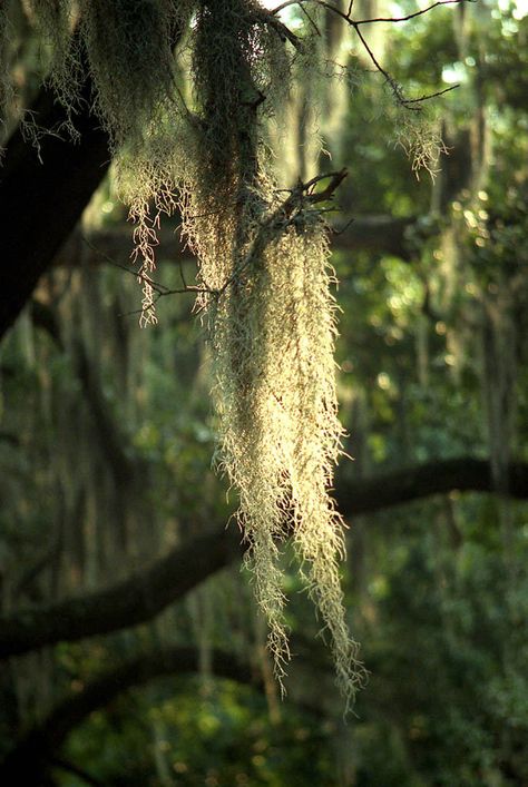 Spanish Moss | by Jonathan Sharpe, Photographer Spanish Moss Aesthetic, Proposal Dinner, Alligator Meat, Spanish Moss Trees, Moss Hanging, Hanging Moss, Fic Ideas, New Orleans City Park, Swamp Witch