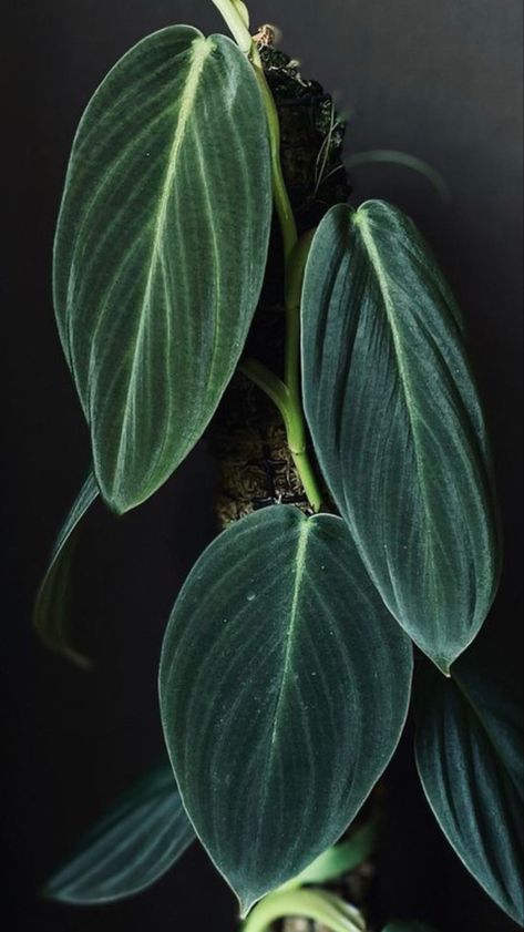 Philodendron indoor plant Philodendron Gigas, Plants Nature, Plant Lover, Plant Decor, Indoor Plants, House Plants, Plant Leaves, Plants, Nature