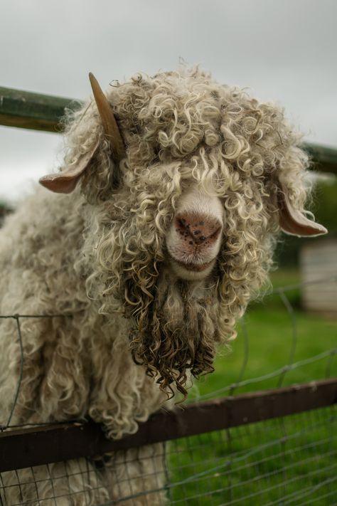 white sheep on green grass field during daytime photo – Free Totnes rare breeds farm Image on Unsplash Alpine Goats, Green Grass Field, Farm Images, Angora Goat, Angora Goats, Dog Greeting Cards, Grass Field, The Shed, Rare Breed