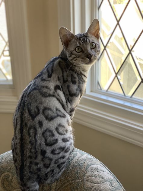 Grey Bengal Cat, Silver Bengal Cat, Silver Bengal, Cat Grey, Bengal Cats, Bengal Cat, Cat Aesthetic, Cats Dogs, Animal Memes