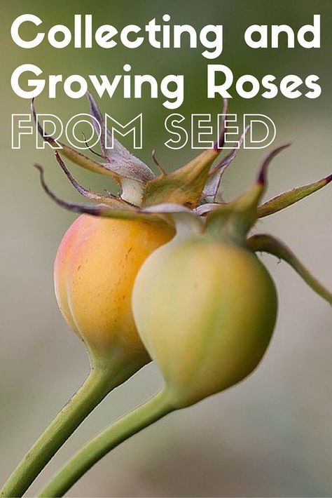 Growing Roses From Seeds, Propagating Roses, Rose Plant Care, Rose Cuttings, Most Popular Flowers, Rose Care, Rose Seeds, Popular Flowers, Growing Roses