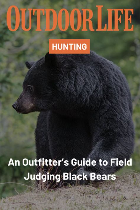 Advice from a British Columbia bear hunting outfitter on how to field judge a black bear from a distance that can help hunters decide whether or not the animal is worth pursuing. Black Bear Hunting, Upland Bird Hunting, Hunting Diy, Animal Attack, Bear Hunting, Big Game Hunting, Waterfowl Hunting, Black Bears, Hunting Tips