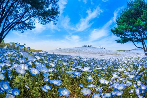 Tiny Blue Flowers Blooming in Japanese Park Blue Flower Names, Japanese Park, Hitachi Seaside Park, Japan March, Hina Matsuri, Seaside Park, Sakura Bloom, Cherry Blossom Festival, Go To Japan