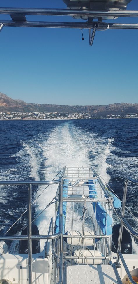 shark cage diving Cage Diving With Sharks, Shark Cage Diving Cape Town, Diving Aesthetic, Shark Cage Diving, Shark Cage, Shark Bait, Shark Diving, Marine Biology, Biology