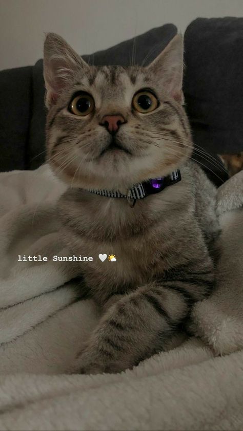 Animal Instagram Story Ideas, Instagram Story Ideas Cats, Aesthetic Cat Captions, Cat Love Captions, Cat Captions Instagram Posts, Cat Insta Story Ideas, Kitten Captions For Instagram, Pet Story Ideas, Caption For Cats Instagram Story