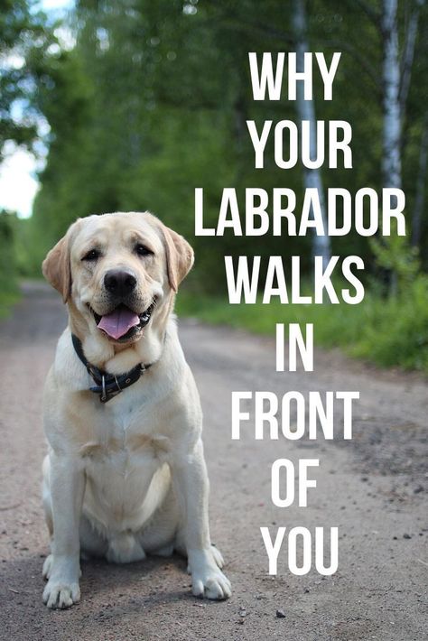 This post will show you a number of reasons why your Labrador might walk in front of you. Labrador Retriever Facts, Labrador Facts, English Labrador, Dog Behaviorist, Labrador Funny, Yellow Labrador Retriever, Labrador Retriever Puppies, Best Dog Training, Yellow Labrador