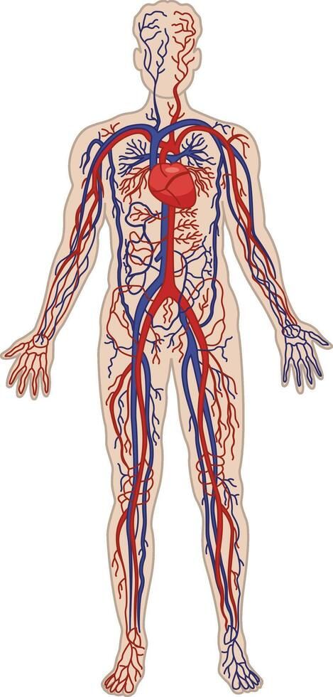 Human Circulatory System. The cardiovascular system. Illustration of Heart, Arteries, and Veins. Anatomy and Medicine Arteries And Veins Anatomy, Circulatory System Projects, Arteries Anatomy, Human Circulatory System, Heart Arteries, Human Heart Anatomy, Nursing Classes, Basic Anatomy, Basic Anatomy And Physiology