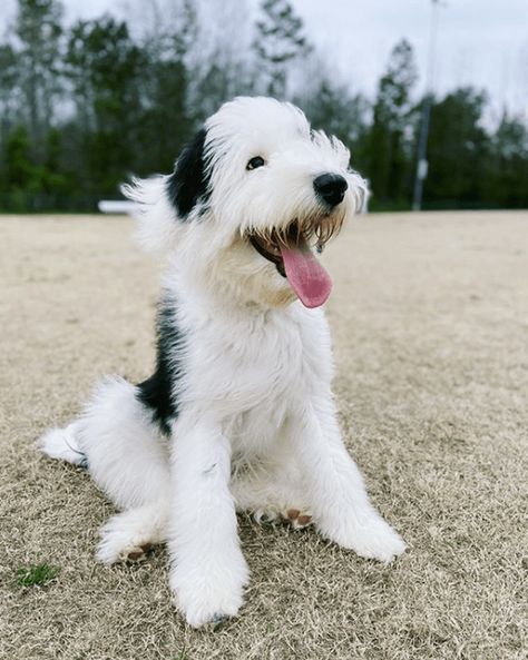 7 Best Sheepadoodle Breeders in the U.S.! (2022) - We Love Doodles Mini Sheepadoodle, Teacup Poodles For Sale, Sheepadoodle Puppy, Bernedoodle Puppy, Infant Adoption, Love Doodles, English Sheepdog, Purebred Dogs, Old English Sheepdog