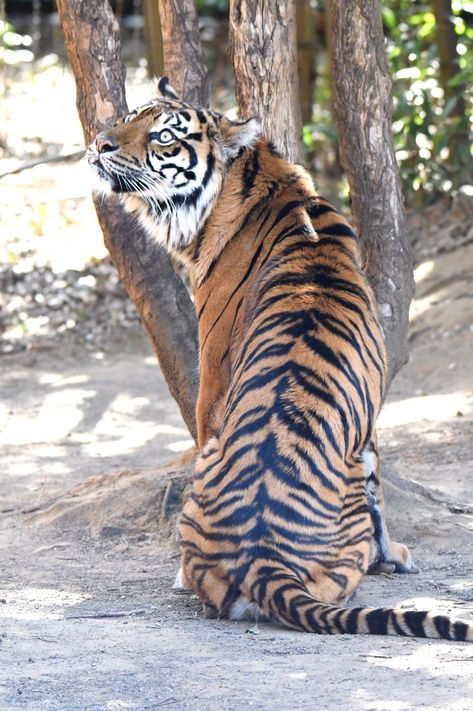 Tiger Reference Photo, Beautiful Tiger, Animal Action, Cat Species, Tiger Pictures, Wild Animals Pictures, Cat Reference, Play Free Online Games, Animal Study