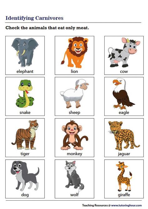 Herbivores Animals Worksheet, Carnivorous Animals For Kids, Omnivore Carnivore Herbivore Worksheet, Carnivore Herbivore Omnivore Worksheets, Herbivore Carnivore Omnivore Activities, Carnivore Animals, Carnivores Herbivores Omnivores, Classifying Animals, Herbivorous Animals