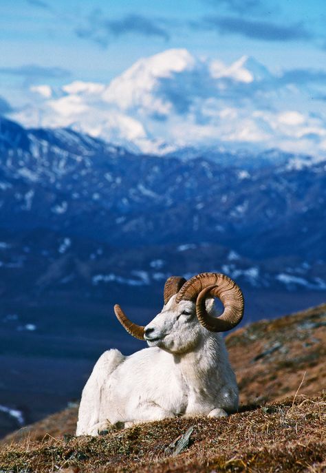 Sheep Photography, Dall Sheep, Alaskan Wildlife, North American Animals, Big Horn Sheep, North American Wildlife, Wild Deer, Big Game Hunting, Mountain Goat