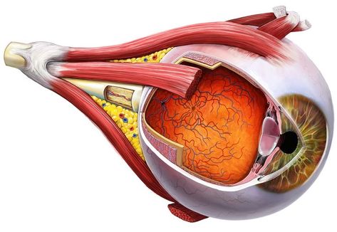 Anatomy Of Eye, Eyeball Anatomy, Eyes Anatomy, Science Project Models, Science Artwork, Medical Infographic, Eye Muscles, Taco Bell Mexican Pizza, Monster Factory