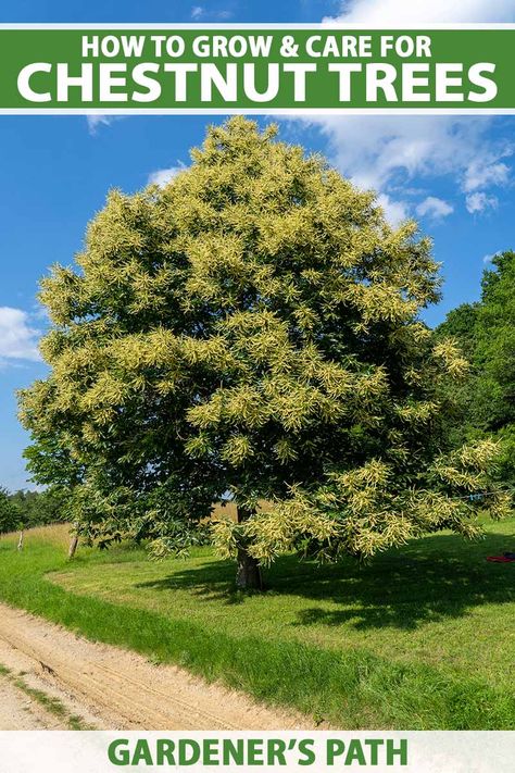 Chesnut Tree, Chinese Chestnut, Food Plots For Deer, Drought Tolerant Trees, Chestnut Tree, American Chestnut, Indoor Trees, Chestnut Trees, Edible Landscaping