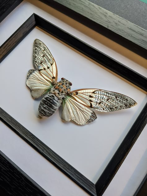 Ghost Cicada, Entomology Decor, Taxidermy Bugs, Moth Taxidermy, Natural Artwork, Cicada Tattoo, Cicada Art, Butterfly Legs, Poodle Moth