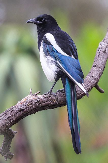 Magpie Color Palette, Magpies Bird, Magpie Photography, Magpie Tattoo, Magpie Art, Magpie Bird, Crows Ravens, Pretty Animals, Bird Pictures