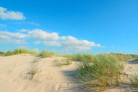 Plantas verdes en las dunas de arena de ... | Premium Photo #Freepik #photo #mediterraneo #orilla #orilla-mar #paisaje-mar Premium Photo