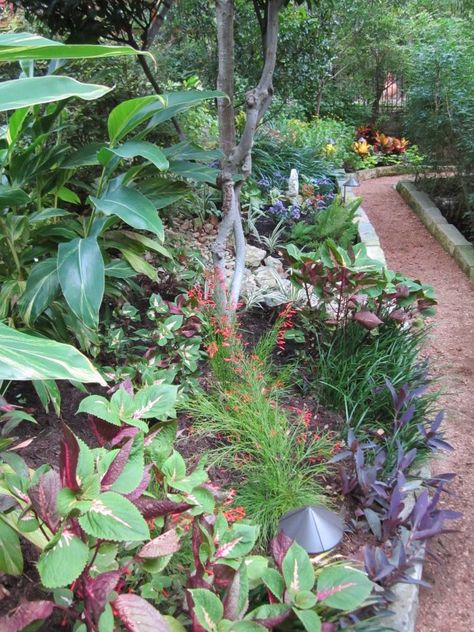 Shade Plants for Central Texas – Lisa's Landscape & Design Texas Landscaping, Texas Plants, Shade Landscaping, Texas Native Plants, Shade Garden Design, Texas Gardening, Shade Flowers, Variegated Plants, Sun Plants