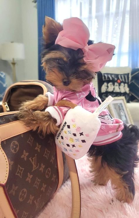 Baby Yorkie, Mini Yorkie, Spoiled Puppy, Puppy Mom, Dog Mommy, Yorkie Terrier, Really Cute Puppies, Teacup Yorkie, Really Cute Dogs