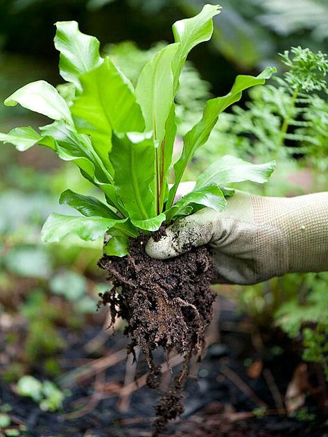 Pool Pond Ideas, Tropical Fruit Garden, Water Loving Plants, Water Plants For Ponds, Pond Landscaping Ideas, Flower Planting Guide, Clay Soil Plants, Swim Pond, Landscaping House