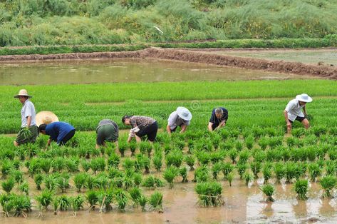 Chinese transplant rice seedlings. Rice is the major food of Chinese. People are , #Affiliate, #seedlings, #Rice, #major, #Chinese, #transplant #ad Rice Cultivation, Growing Rice, Organization Templates, Paddy Field, Forest Wall Mural, Chinese People, Healthy Food Options, Healthy Crockpot, Healthy Crockpot Recipes