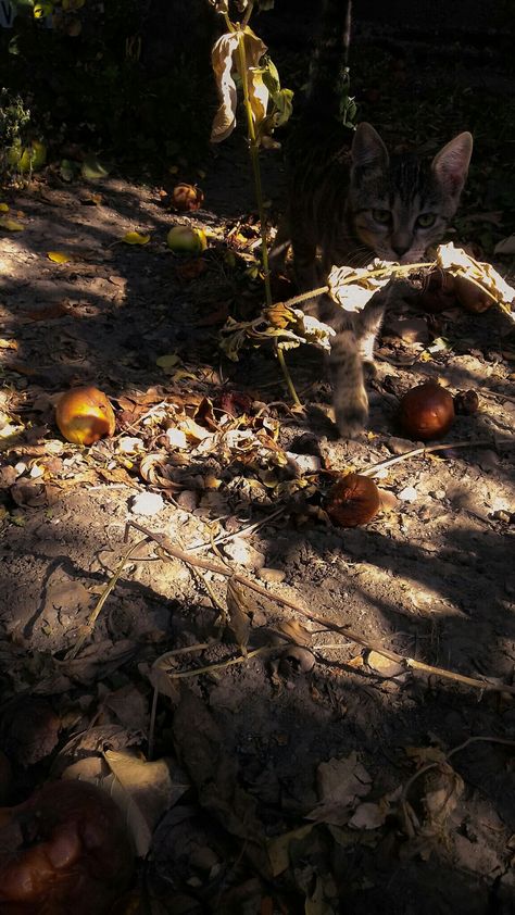 The first sign of autumn we see in the fallen apples and leafs.    Sunlight kitten fall end of august aesthetic August Aesthetic, Apples, The First, Kittens, Wonder, Art