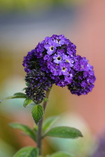 Heliotrope Heliotrope Flower, Flower Landscape, Unusual Flowers, Back To Nature, Exotic Flowers, Flower Beauty, Flower Photos, Belleza Natural, Beautiful Blooms