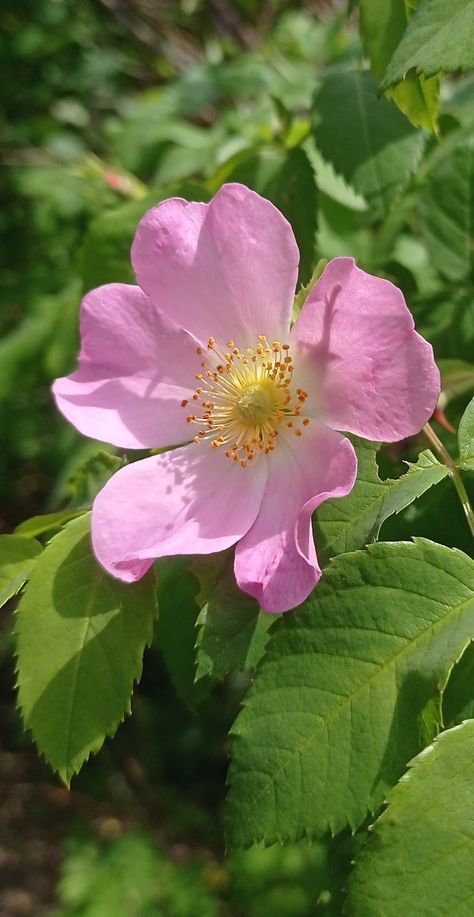 Wild Rose Photography, Nootka Rose, Carolina Rose, Raspberry Flowers, Wild Rose Tattoo, Wild Rose Flower, Morning Glory Flowers, Open Rose, Beautiful Pink Flowers