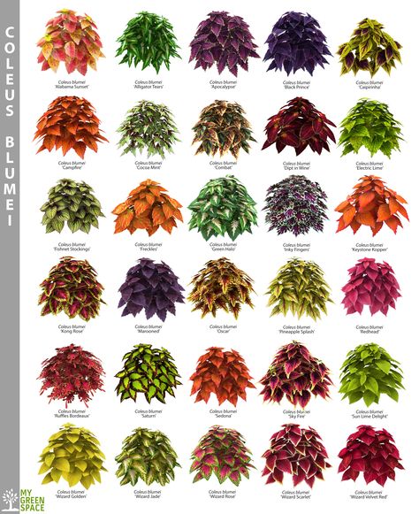 Coleus Landscaping Ideas, Coleus Plants Varieties, Coleus Landscaping, Coleus Garden, Coleus Varieties, Coleus Plants, Flower Garden Plans, Shade Garden Plants, نباتات منزلية