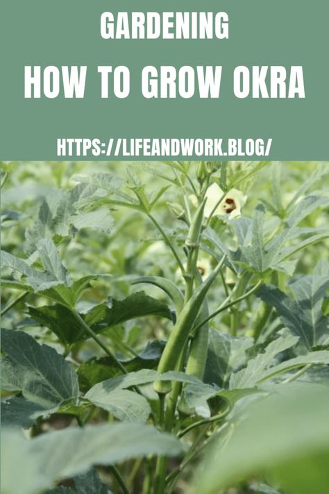 Garden And Yard - How To Grow Okra Okra Growing, What To Do With Okra From Garden, Okra Vegetable, Saving Okra Seeds, When To Harvest Okra, Growing Okra, Okra Seeds, Okra Plant, Dishoom Okra Fries