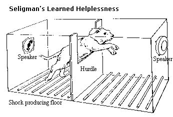 Dr. Martin Seligman's seminal study on learned helplessness (8 of Swords, reversed) http://www.janetboyer.com/Tarot-in-Reverse.html Psychology University, Teaching Empathy, Masters In Psychology, Learned Helplessness, Psychology Courses, Applied Psychology, Psychology Research, Coping Mechanism, Counseling Psychology