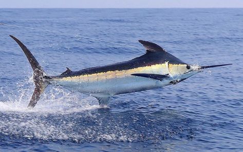 Blue Marlin Fish, Pelagic Fish, Basic Background, Marlin Fish, Monster Fishing, Blue Marlin, One Fish, Power Boats, Marine Animals