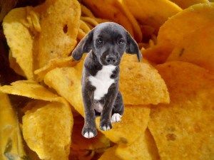 Do your dog's feet smell like corn chips? There's a reason for that, says American Chemical Society Corn Chips, Learn Something New, My Pet, Dog Stuff, Dog Paws, Press Release, Corn, Chips, Pet