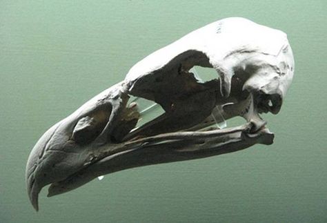 Te Hokioi was a huge black-and-white predator with a red crest and yellow-green tinged wingtips, in an account given to Sir George Gray, an ... Haast Eagle, Maori Legends, Eagle Skull, Man Eating, Summer Art Projects, Myths & Monsters, Object Drawing, Bird Skull, Extinct Animals