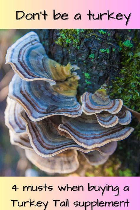 Earth Wisdom, Mushroom Supplements, Mushroom Benefits, Turkey Tail Mushroom, Turkey Tail, Mushroom Cultivation, Herbal Tinctures, Lifestyle Ideas, Healing Modalities