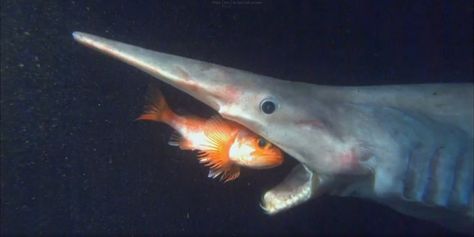 Meet the Species: Goblin Sharks. These rarely seen, deep-sea sharks win no prizes for beauty and are sometimes called "living fossils." Shark Gif, Deep Sea Sharks, Goblin Shark, Shark Attacks, Shark Drawing, Shark Art, Water Animals, Ocean Creatures, Sea Animals