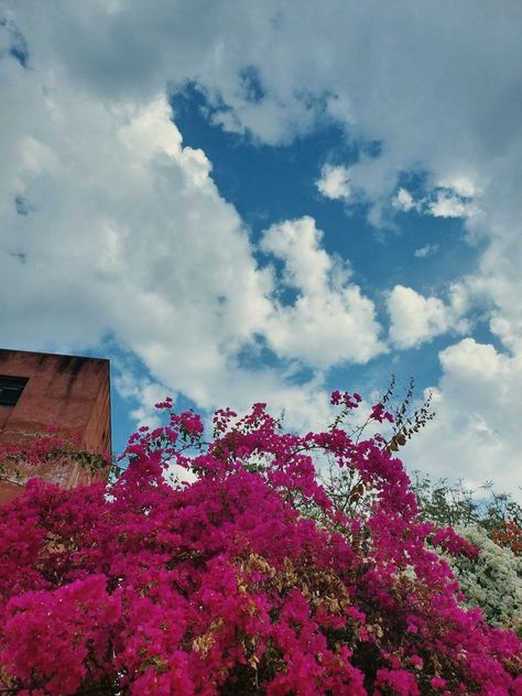 flower aesthetics, sky aesthetics, jaipur, Rajasthan, lnmiit Sunset Flowers Aesthetic, Indian Sunset, Flower Aesthetics, Sunset Flowers, Sky Pink, Aesthetic Sky, Flowers Aesthetic, Indian Aesthetic, Pretty Sky