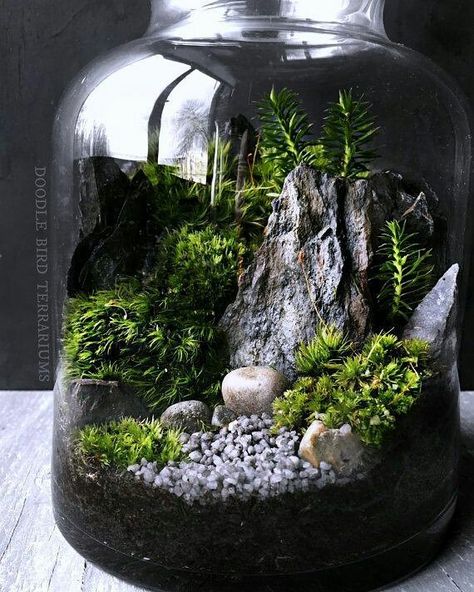 Another swoon worthy terrarium design Beautifully done by Doodle Bird Terrariums this time Image via #pinterest  #terrarium #terrariums #minigardens #miniatures #landscaping #landscapedesign #doodlebirdterrariums Terrarium Landscape, Cactus Terrarium, Plant Care Instructions, Beautiful Terrariums, Moss Plant, Mini Terrarium, Moss Terrarium, Moss Garden, Indoor Gardens