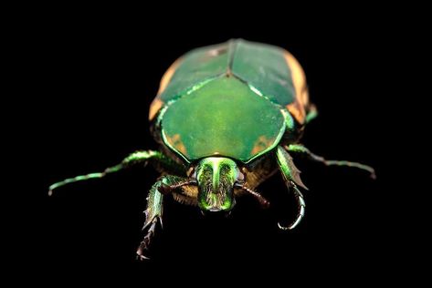 @joelsartore Figeater beetles like this one @sacramentozoo are members of the scarab beetle family which explains their classic appearance. With their… Figeater Beetle, Joel Sartore, Scarab Beetle, Beetles, Art Inspo, Bugs, Insects, Instagram, Art