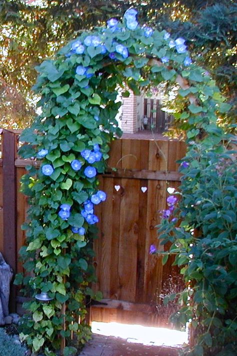 Morning Glory on trellis by gate Morning Glory Vine, Morning Glory Flowers, Garden Vines, Garden Arches, Meteor Garden 2018, Blue Garden, Front Yard Garden, Flowering Vines, Garden Trellis