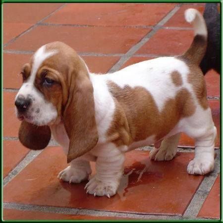 Young little basset puppy brown and white really cute big floppy ears. Basset Puppies, Basset Hound Puppy, Hound Puppies, Basset Hound Dog, Bassett Hound, Hound Dog, Basset Hound, Newfoundland, Beautiful Dogs