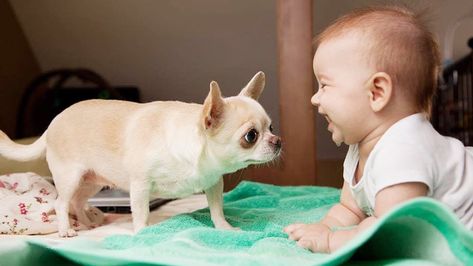 Funny Chihuahua Pictures, Funny Baby Video, Psy Chihuahua, Puppy Dog Pictures, Baby Chihuahua, Baby Animal Videos, Nanny Dog, Chihuahua Funny, Super Funny Pictures