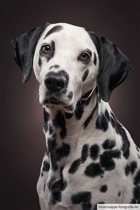 Dog Portraits by Daniel Sadlowski // Part 3 on Behance Dog Portrait Photography, Dog Portraits Art, Dark Portrait, Outdoor Portrait, Dog Poses, Dog Photoshoot, Dalmatian Dog, 강아지 그림, Dog Photograph